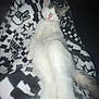 Mimi joined the competition — help win amazing prizes! cat, sleeping, blanket, patterned_blanket, white_fur, pink_nose, relaxed, indoor, cute, pet, animal, feline, resting, cozy, soft, fur, whiskers, tail, closeup, comfort