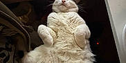 Mimi joined the competition — help win amazing prizes! cat, fluffy, pet, indoor, relaxed, sleeping, hand, white_fur, cute, cozy, animal, paw, feline, content, resting, domestic, fur, whiskers, cute_pose, nap
