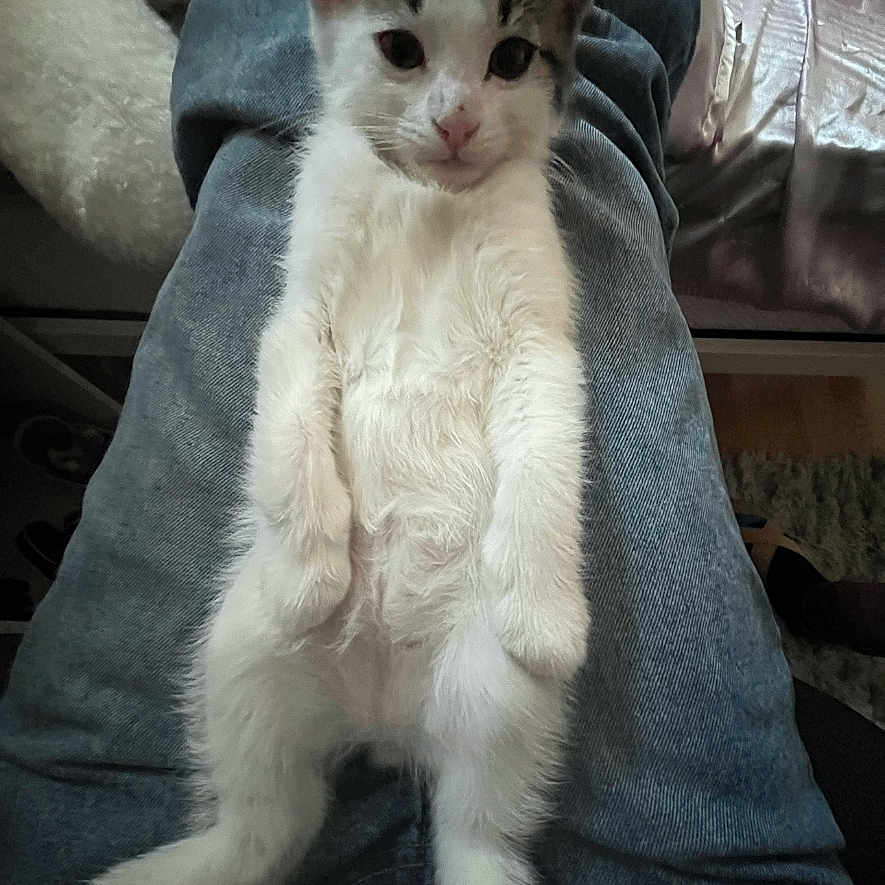 Mimi joined the competition — help win amazing prizes! animal, cat, closeup, comfort, cozy, cute, domestic, feline, fur, gray, indoor, jeans, kitten, lap, pet, portrait, relaxed, resting, white, young