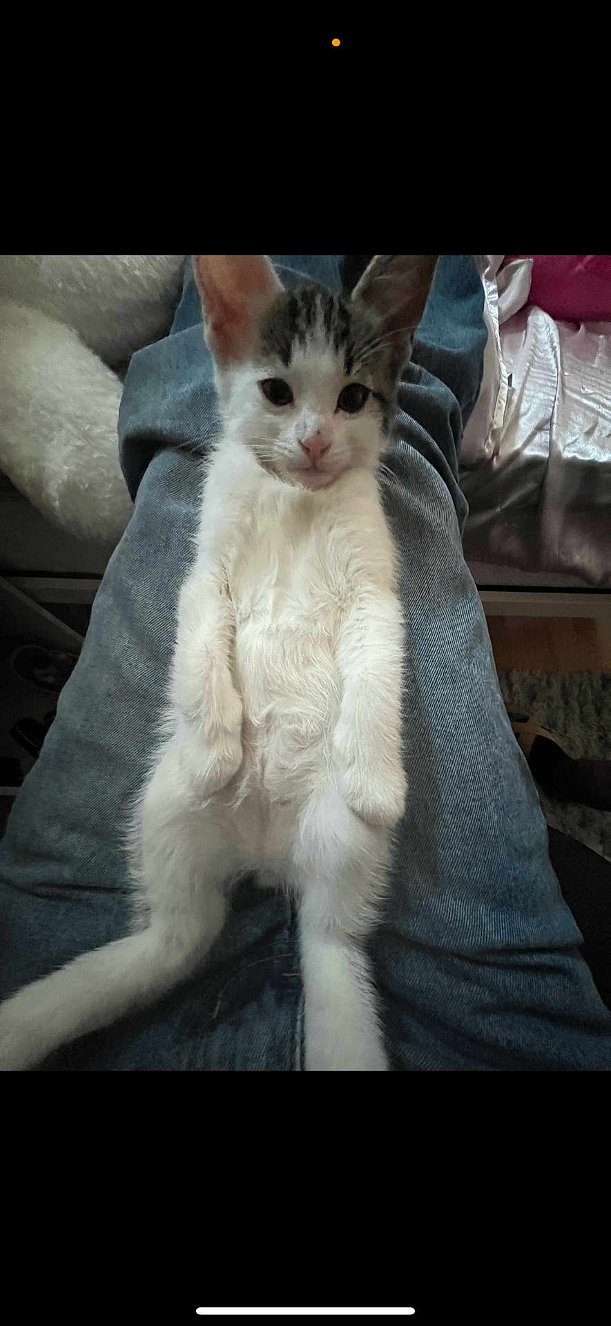 Mimi