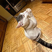Mimi is registered to the contest to win money with this photo: cat, pet, indoor, kitchen, wooden_floor, parquet, animal, feline, paw, grooming, curious, domestic, fur, whiskers, tail, appliance, cabinet, flooring, household, cute