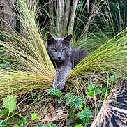Gandalf participe au concours pour gagner de l'argent avec cette photo : cat, gray_cat, grass, ivy, plants, outdoor, nature, greenery, foliage, animal, pet, wild_grass, tree_trunks, ground, paw, leaves, resting, alert, eyes, mammal