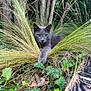 cat, gray_cat, grass, ivy, plants, outdoor, nature, greenery, foliage, animal, pet, wild_grass, tree_trunks, ground, paw, leaves, resting, alert, eyes, mammal
