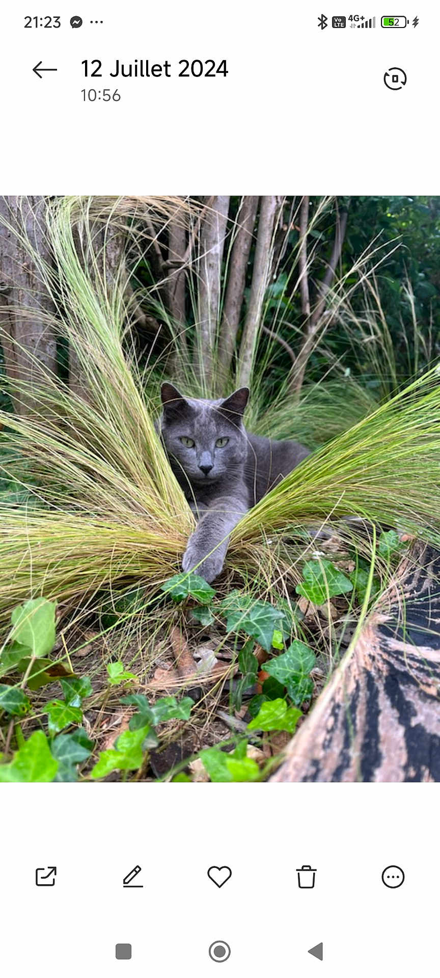 Gandalf participe au concours pour gagner de l'argent avec cette photo : cat, gray_cat, grass, ivy, plants, outdoor, nature, greenery, foliage, animal, pet, wild_grass, tree_trunks, ground, paw, leaves, resting, alert, eyes, mammal