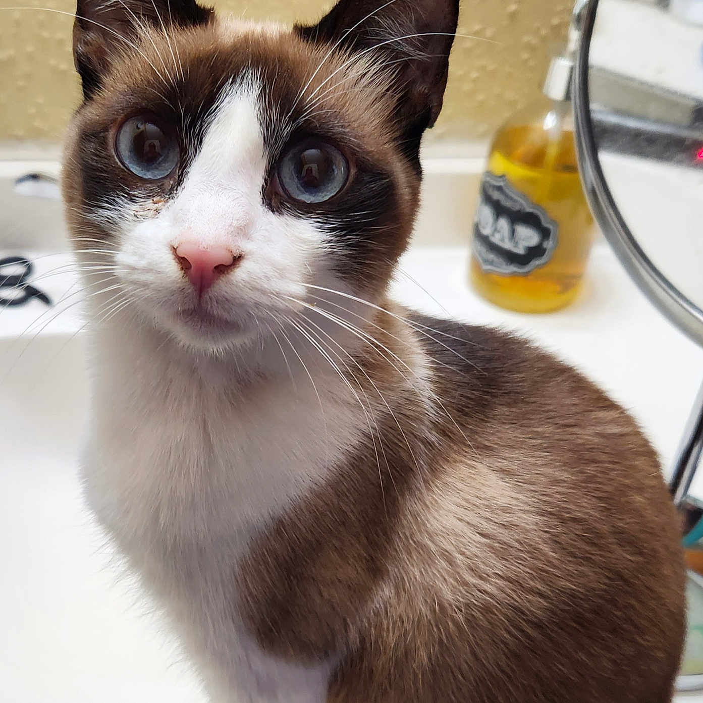 Lily is registered to the contest to win money with this photo: animal, bathroom, blue_eyes, brown_fur, cat, close_up, curious, domestic_cat, ears, feline, fur, household, indoor, mirror, nose, pet, portrait, sink, whiskers, white_fur