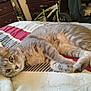 cat, gray_cat, tabby, pet, bed, blanket, striped_blanket, furniture, dresser, bicycle, indoor, relaxed, lying_down, curious, whiskers, ears, paws, fur, home, cozy
