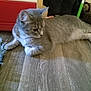 cat, gray_tabby, floor, wooden_floor, indoor, pet, animal, fur, relaxed, curious, blue_rug, red_cooler, household_items, domestic, feline, laying_down, side_view, whiskers, ears, tail