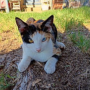Snickles joined the competition — help win amazing prizes! animal, backyard, blue_eye, calico_cat, cat, close_up, ears, feline, fur, garden, grass, ground, heterochromia, lying_down, outdoors, parked_car, pet, portrait, whiskers, yellow_eye