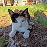 animal, backyard, blue_eye, calico_cat, cat, close_up, ears, feline, fur, garden, grass, ground, heterochromia, lying_down, outdoors, parked_car, pet, portrait, whiskers, yellow_eye