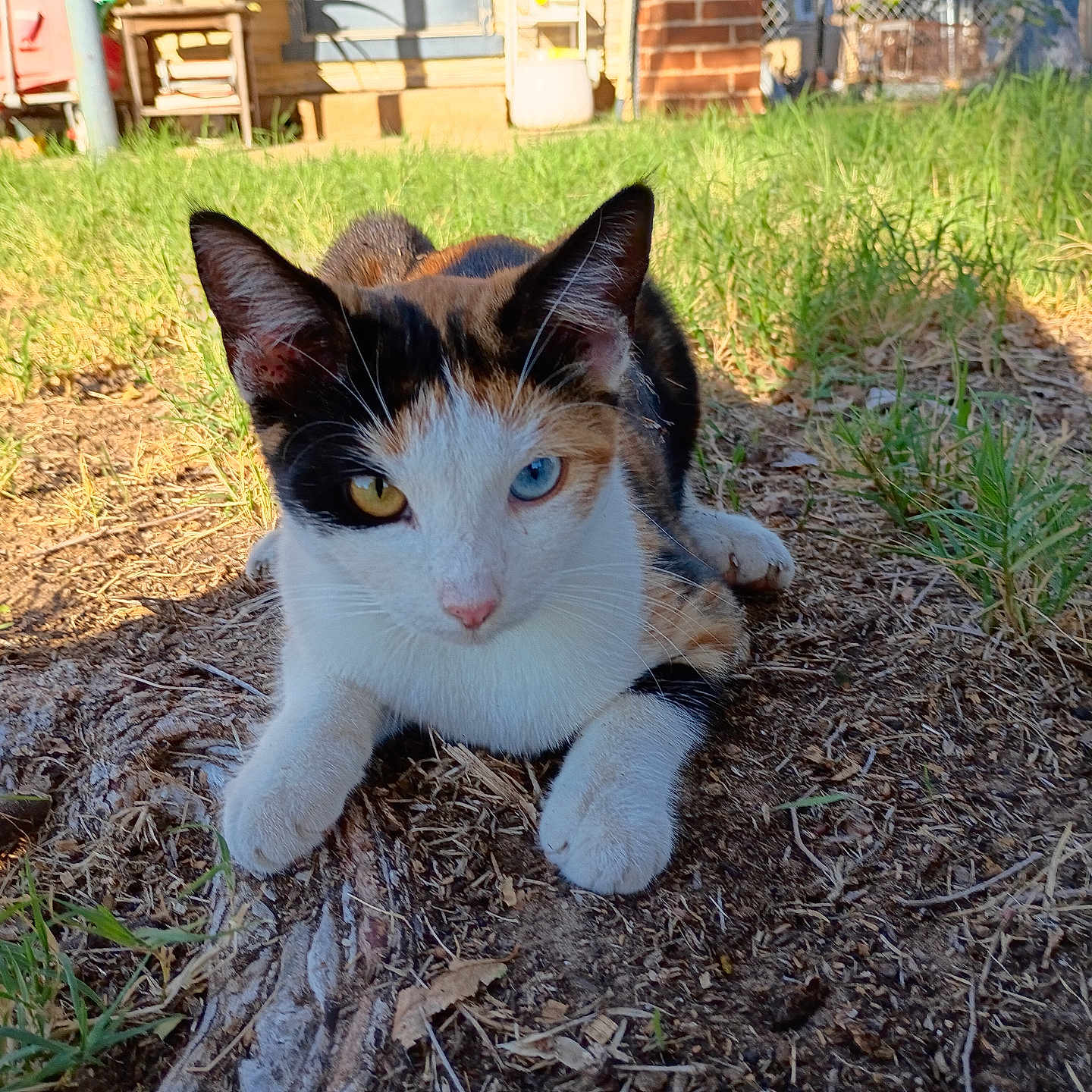 Snickles joined the competition — help win amazing prizes! animal, backyard, blue_eye, calico_cat, cat, close_up, ears, feline, fur, garden, grass, ground, heterochromia, lying_down, outdoors, parked_car, pet, portrait, whiskers, yellow_eye