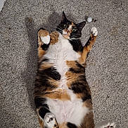 Cricket joined the competition — help win amazing prizes! alert, animal, calico_cat, carpet, cat, cute, domestic_cat, feline, fur, indoor, lying_down, paws_up, pet, playful, purple_toy, relaxed, toy, whiskers, white_ball, wide_eyes