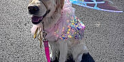 Molly joined the competition — help win amazing prizes! dog, golden_retriever, costume, fairy_wings, crown, pink_leash, outdoor, sunlight, asphalt, pet, happy, sitting, leash, cute, sparkly, dress, animal, portrait, canine, smiling