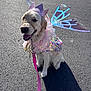 dog, golden_retriever, costume, fairy_wings, crown, pink_leash, outdoor, sunlight, asphalt, pet, happy, sitting, leash, cute, sparkly, dress, animal, portrait, canine, smiling