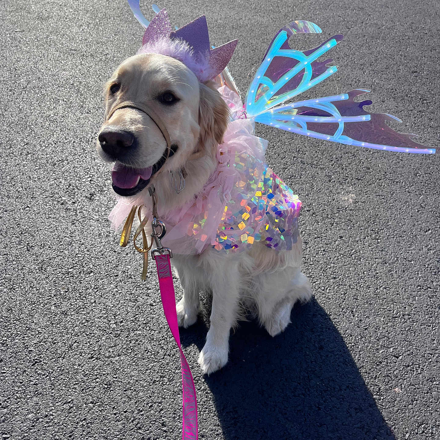 Molly joined the competition — help win amazing prizes! animal, asphalt, canine, costume, crown, cute, dog, dress, fairy_wings, golden_retriever, happy, leash, outdoor, pet, pink_leash, portrait, sitting, smiling, sparkly, sunlight
