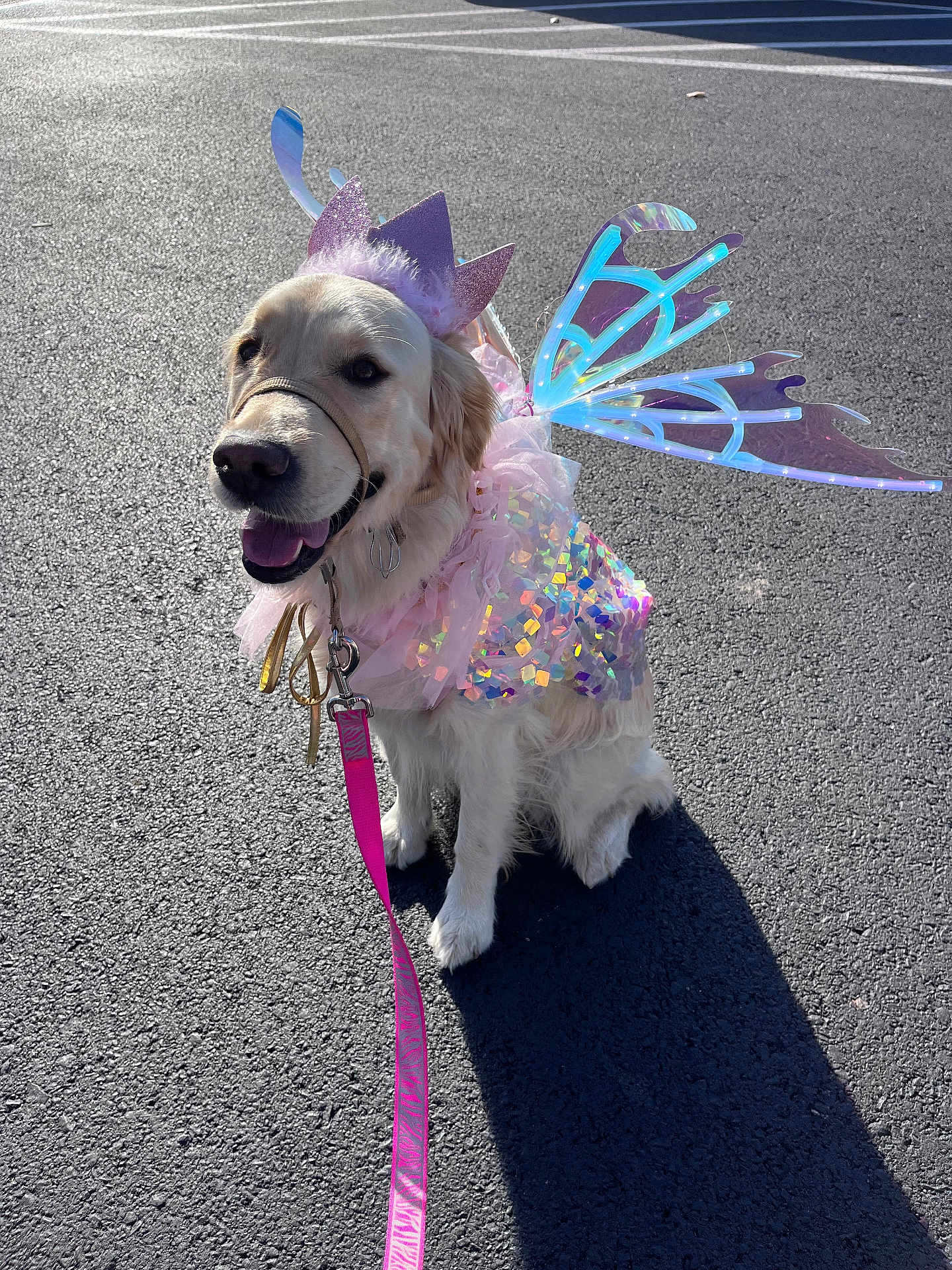 Molly joined the competition — help win amazing prizes! dog, golden_retriever, costume, fairy_wings, crown, pink_leash, outdoor, sunlight, asphalt, pet, happy, sitting, leash, cute, sparkly, dress, animal, portrait, canine, smiling