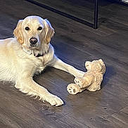 Molly joined the competition — help win amazing prizes! dog, golden_retriever, plush_toy, teddy_bear, indoor, wooden_floor, pet, animal, lying_down, paw, collar, fur, cute, companion, calm, domestic, mammal, friendship, toy, relaxed