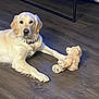 dog, golden_retriever, plush_toy, teddy_bear, indoor, wooden_floor, pet, animal, lying_down, paw, collar, fur, cute, companion, calm, domestic, mammal, friendship, toy, relaxed