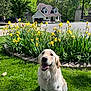 Molly joined the competition — help win amazing prizes! dog, golden_retriever, grass, flowers, yellow_irises, flower_bed, suburban, house, driveway, car, daylight, outdoor, pet, smiling_dog, greenery, nature, sunny, canine, garden, happy