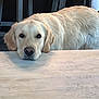 Molly is registered to the contest to win money with this photo: dog, golden_retriever, resting, table, wooden_table, indoor, bar_stools, fur, pet, animal, looking, calm, light_brown, ears, snout, nose, eyes, floor, quiet, relaxed