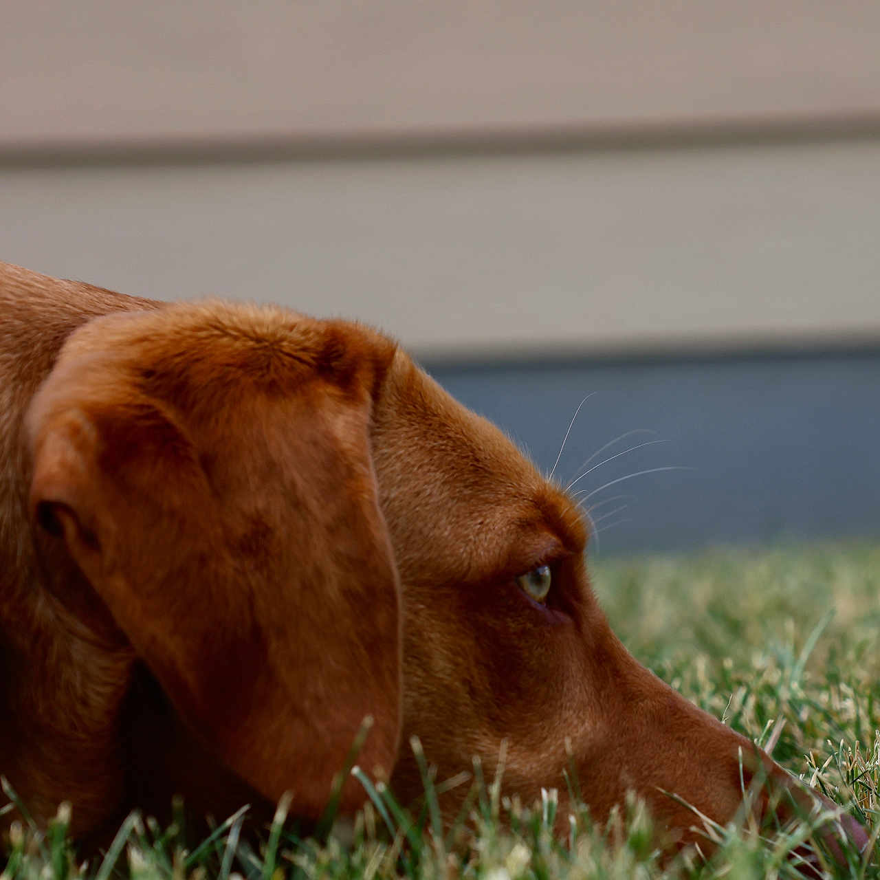 Murphy is registered to the contest to win money with this photo: animal, beagle, canine, dog, field, goldenretriever, grass, grassland, hound, labradorretriever, lawn, nature, outdoors, pet, plant, pointer, puppy, snout