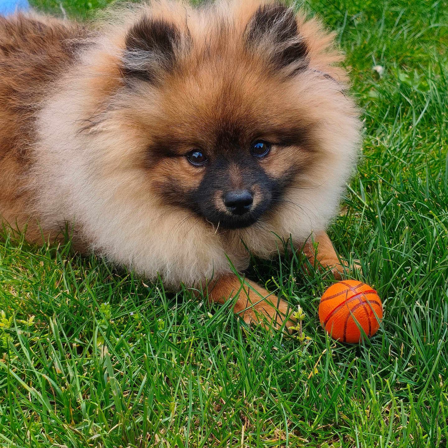 Milo participe au concours pour gagner de l'argent avec cette photo : dog, puppy, pomeranian, grass, orange_ball, toy, pet, fluffy, cute, outdoor, animal, playful, nature, fur, small_dog, young, greenery, closeup, adorable, lying_down
