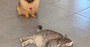 Milo participe au concours pour gagner de l'argent avec cette photo : dog, cat, pet, animal, indoor, floor, tile_floor, fluffy_dog, tabby_cat, relaxed, sitting, lying_down, domestic_animal, furry, collar, small_dog, grey_cat, cute, companion, natural_light