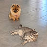 dog, cat, pet, animal, indoor, floor, tile_floor, fluffy_dog, tabby_cat, relaxed, sitting, lying_down, domestic_animal, furry, collar, small_dog, grey_cat, cute, companion, natural_light