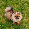 Milo participe au concours pour gagner de l'argent avec cette photo : dog, pomeranian, fluffy, grass, outdoor, pet, small_basketball, animal, cute, brown_fur, black_nose, tail, ears, standing, nature, playful, young_dog, lawn, greenery, companion