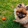 Milo participe au concours pour gagner de l'argent avec cette photo : dog, puppy, pomeranian, grass, outdoor, ball, pet, cute, fluffy, animal, nature, playful, small, fur, eyes, nose, daylight, greenery, adorable, resting