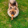 dog, fluffy, grass, outdoor, pet, animal, basketball, playful, cute, fur, canine, nature, greenery, toy, standing, mouth, ball, summer, daylight, adorable