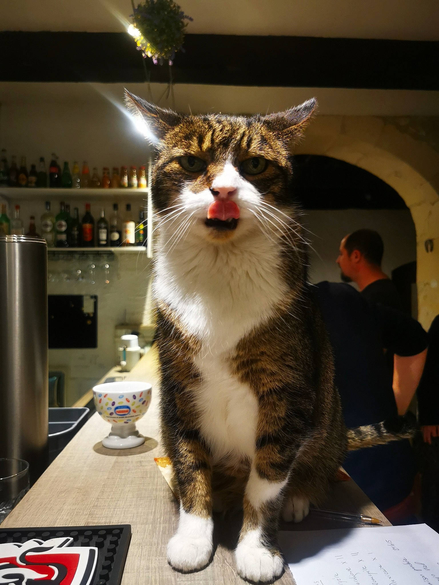 Timon a rejoint le concours — aidez-le/la à gagner de superbes lots ! carnivore, cat, domestic_short_haired_cat, felidae, formal_wear, fur, small_to_medium_sized_cats, snout, t_shirt, tail, whiskers