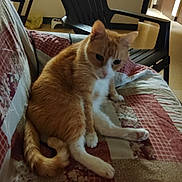 Lobo is registered to the contest to win money with this photo: cat, orange_cat, white_cat, pet, indoor, quilt, couch, furniture, plastic_chair, floor, home, relaxed, animal, mammal, tail, paw, ears, face, sitting, cozy