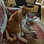 cat, orange_cat, white_cat, pet, indoor, quilt, couch, furniture, plastic_chair, floor, home, relaxed, animal, mammal, tail, paw, ears, face, sitting, cozy