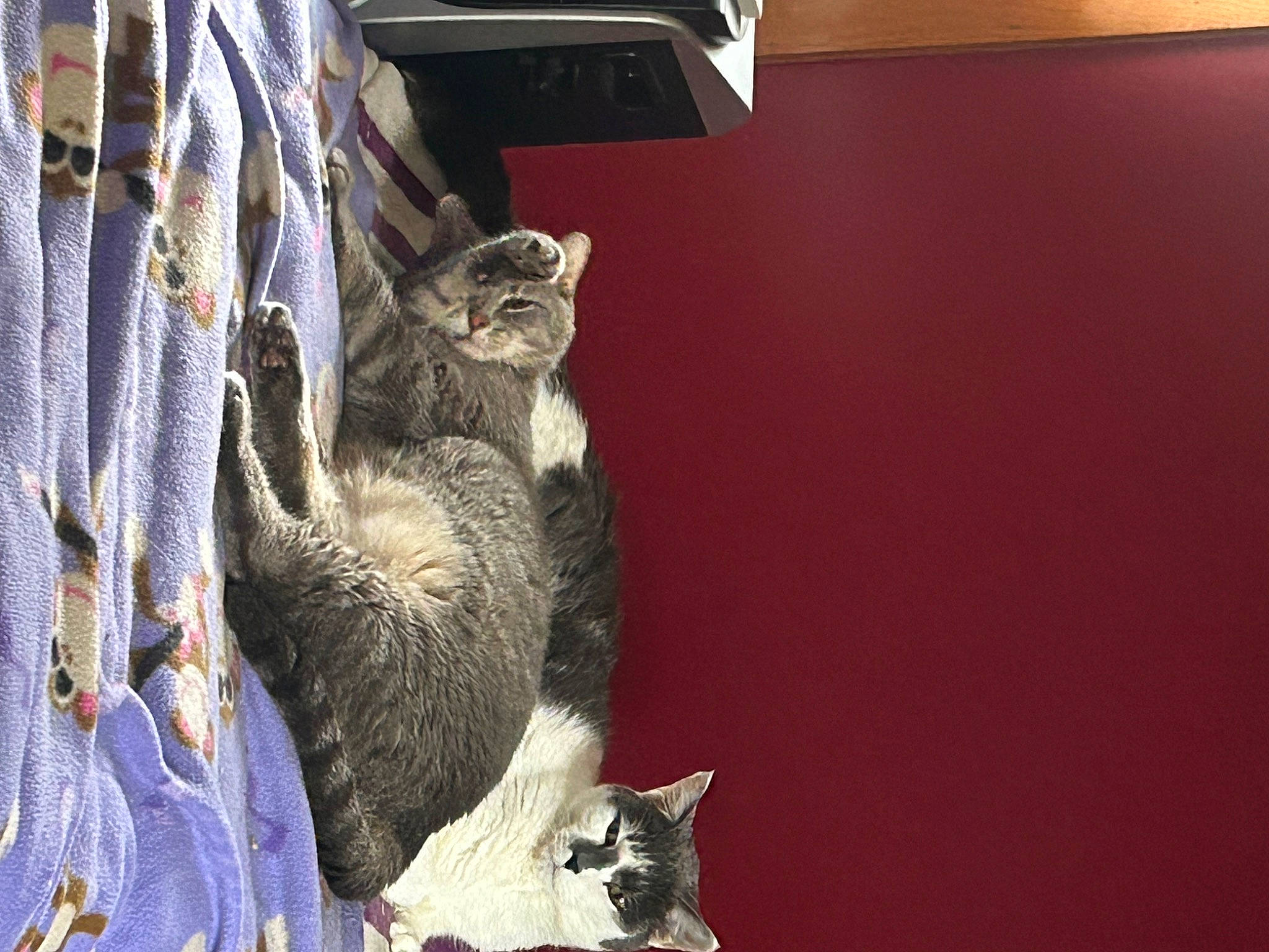 Mister Sophie is registered to the contest to win money with this photo: carnivore, cat, cat_supply, claw, curtain, domestic_short_haired_cat, felidae, fur, grey, paw, shelf, small_to_medium_sized_cats, tail, whiskers, window, wood