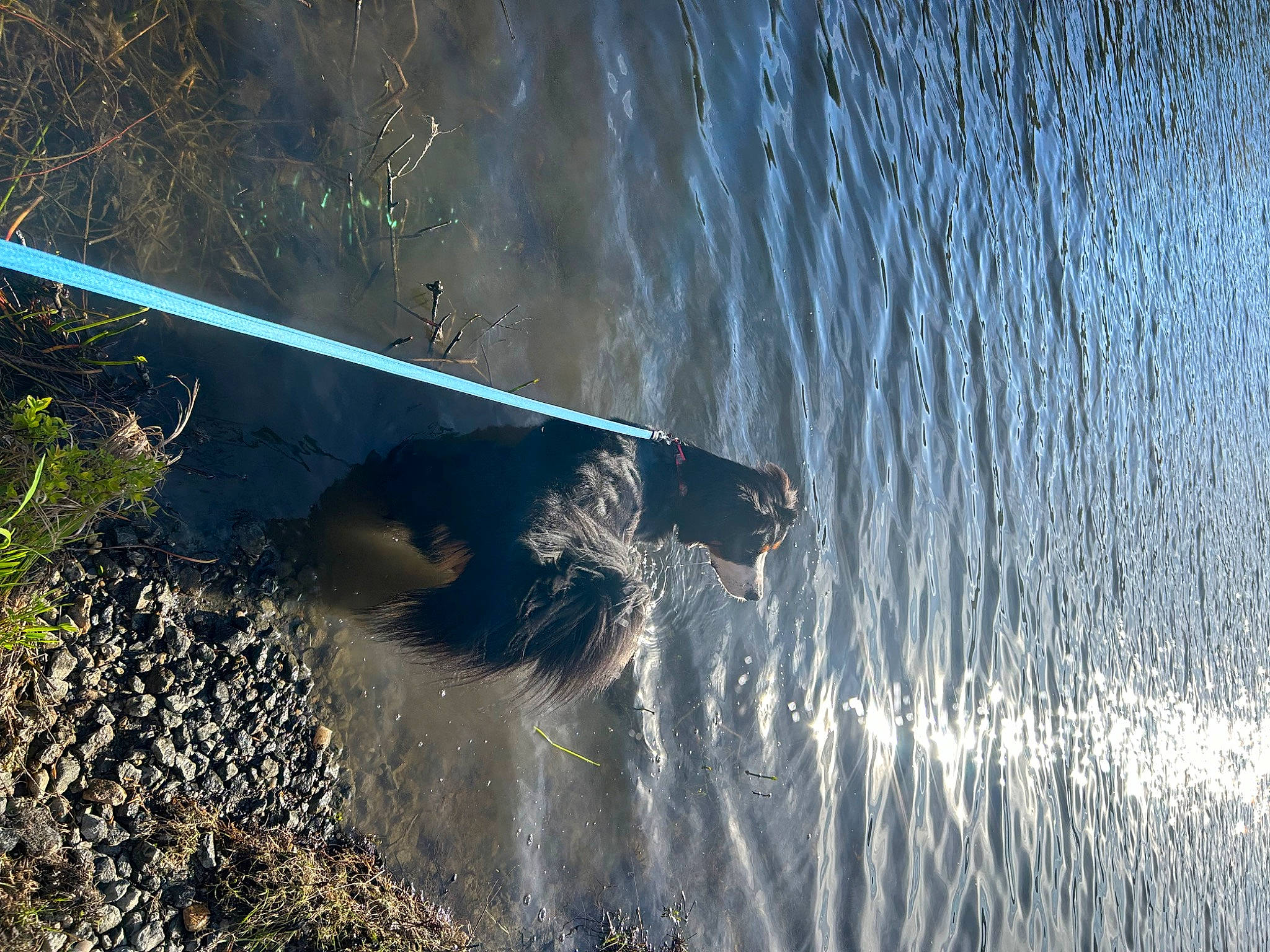 Ava is registered to the contest to win money with this photo: astronomical_object, grass, lake, landscape, liquid, pollution, reflection, reservoir, shadow, slope, soil, water, water_bird, water_resources, watercourse, wave, wetland, wind_wave, wing, wood