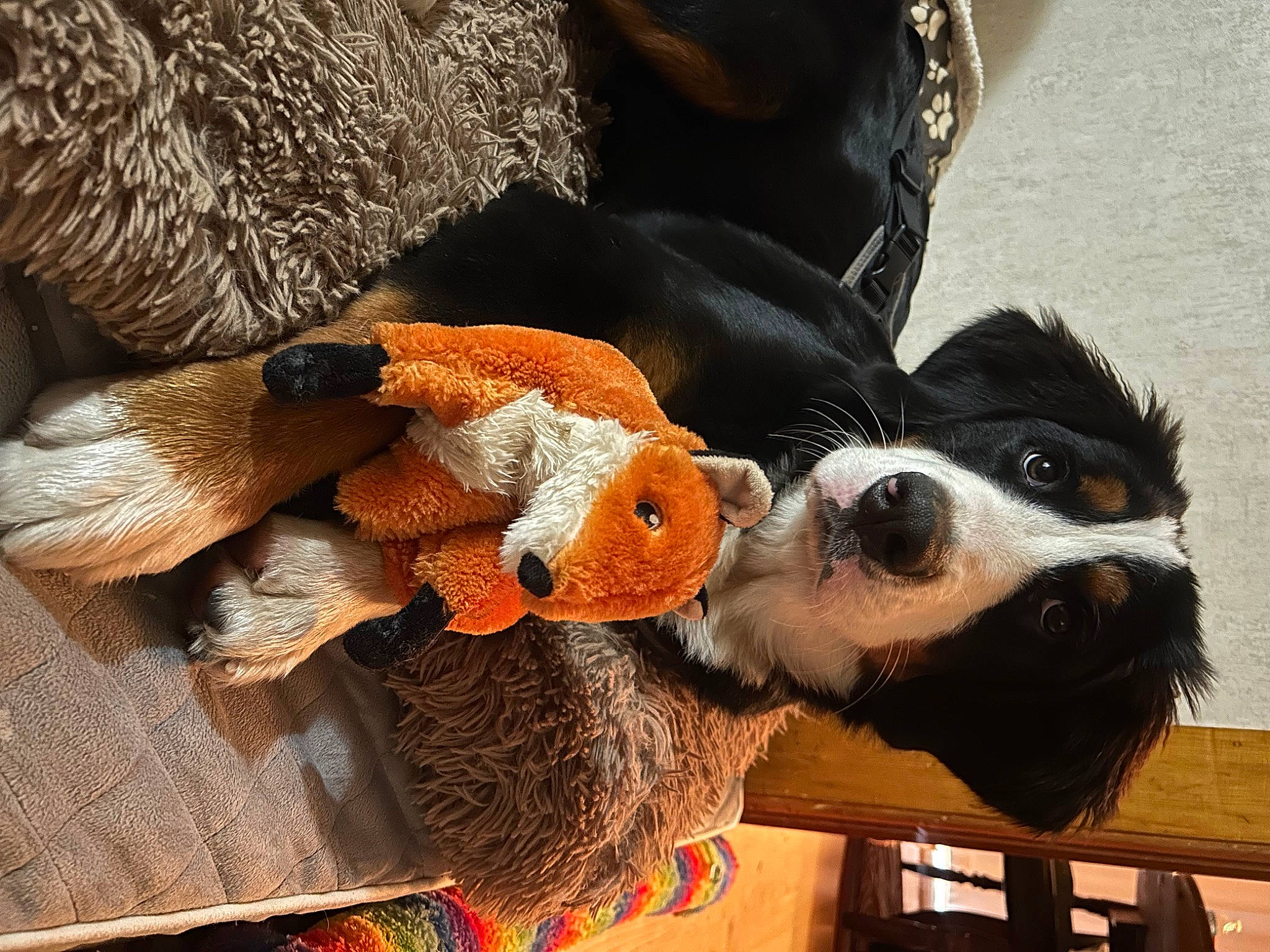 Ava is registered to the contest to win money with this photo: bernese_mountain_dog, carnivore, clock, companion_dog, dog, dog_breed, dog_clothes, dog_supply, eyewear, fawn, fur, goggles, hat, personal_protective_equipment, snout, sporting_group, stuffed_toy, sunglasses, toy, working_animal