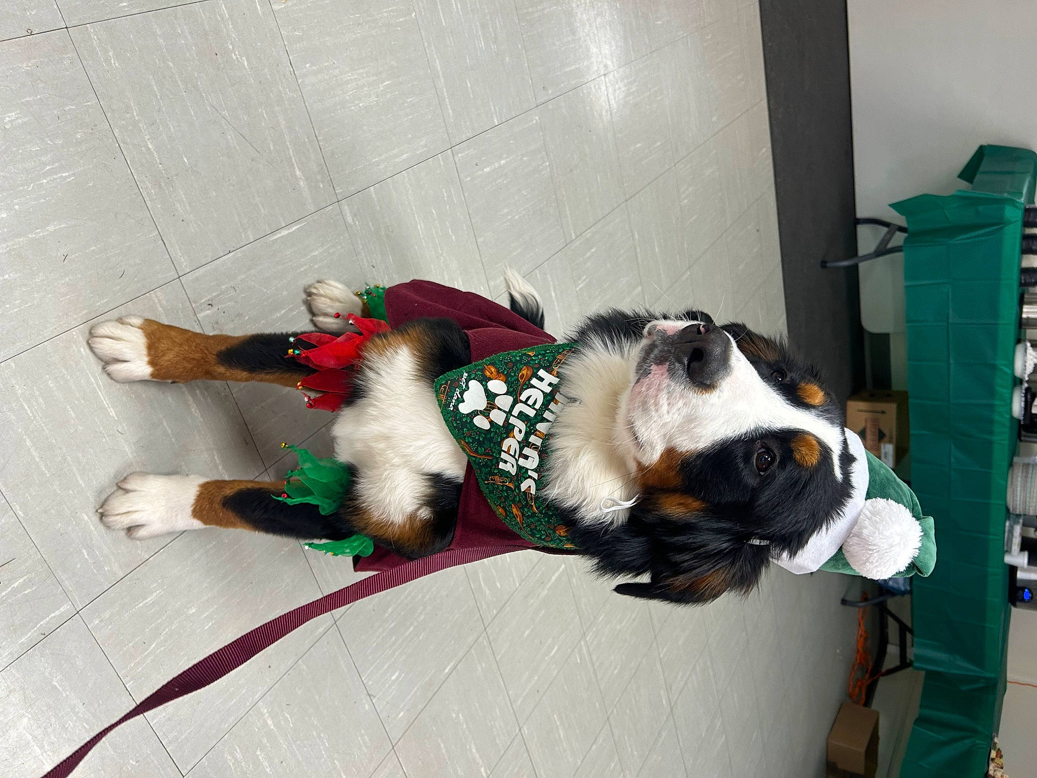 Ava is registered to the contest to win money with this photo: canidae, carnivore, collar, companion_dog, costume, dog, dog_breed, dog_collar, dog_supply, fawn, flooring, fur, leash, non_sporting_group, pet_supply, sporting_group, tail, working_animal