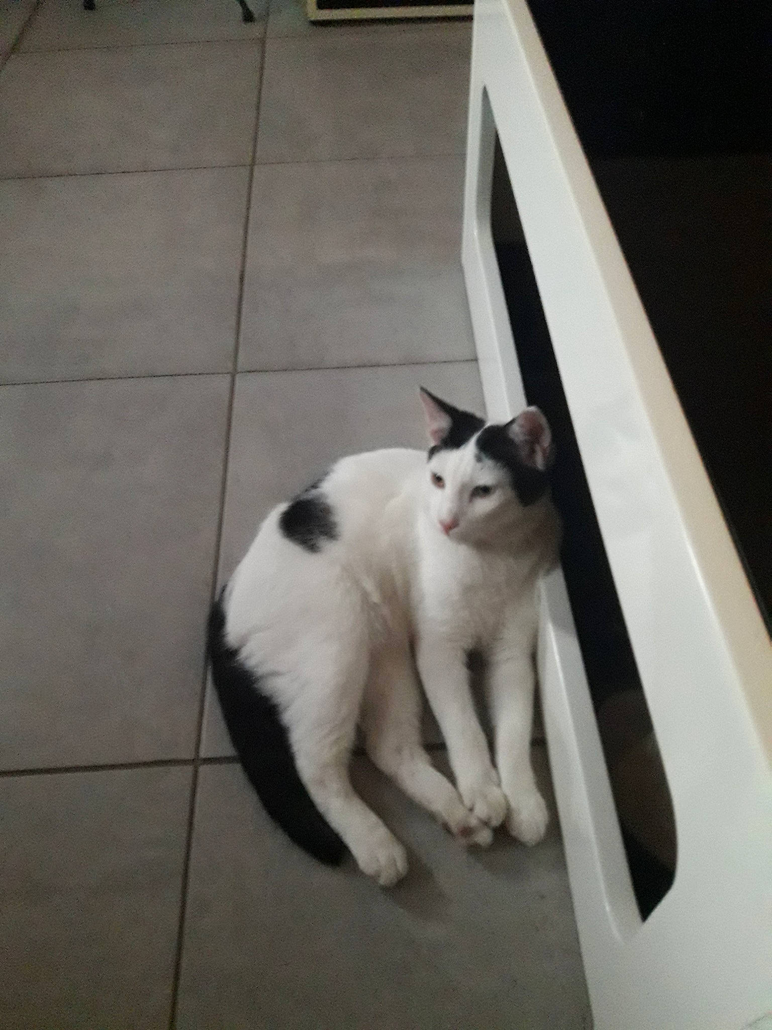 Pinpin participe au concours pour gagner de l'argent avec cette photo : aegean_cat, carnivore, cat, domestic_short_haired_cat, european_shorthair, felidae, floor, flooring, japanese_bobtail, kitten, polydactyl_cat, small_to_medium_sized_cats, tail, whiskers