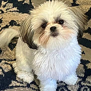 Chloe is registered to the contest to win money with this photo: adorable, carpet, companion, cute, dog, ears, eyes, fluffy, fur_texture, home, indoor, looking_up, nose, paws, pet, portrait, puppy, sitting, small_dog, white_fur