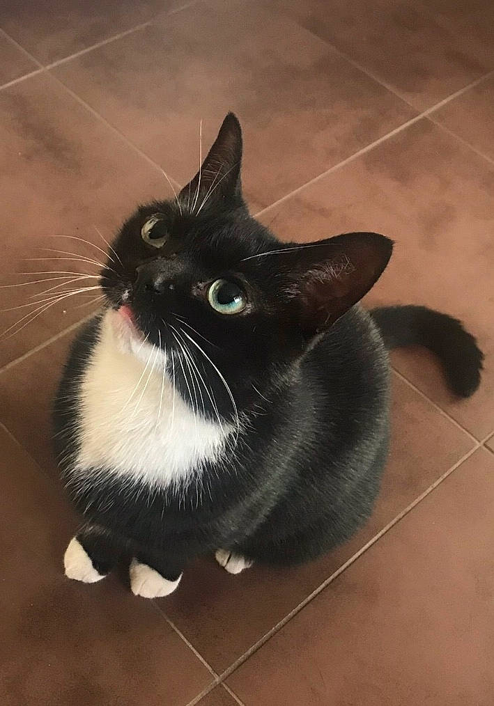 Alice joined the competition — help win amazing prizes! asian, black_and_white, black_cat, carnivore, cat, domestic_short_haired_cat, european_shorthair, felidae, fur, kitten, mammal, polydactyl_cat, small_to_medium_sized_cats, snout, tail, whiskers