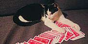 Oreo a rejoint le concours — aidez-le/la à gagner de superbes lots ! cat, playing_cards, couch, black_and_white, pet, indoor, feline, cards, relaxing, stretching, game, home, animal, leisure, tabletop, pattern, texture, paws, seat, gambler