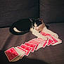 cat, playing_cards, couch, black_and_white, pet, indoor, feline, cards, relaxing, stretching, game, home, animal, leisure, tabletop, pattern, texture, paws, seat, gambler