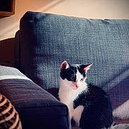 Oreo participe au concours pour gagner de l'argent avec cette photo : kitten, cat, black_and_white, sitting, couch, indoor, pet, feline, sunlight, shadow, cozy, quiet, young_cat, fur, whiskers, cute, domestic_animal, resting, home, relaxation
