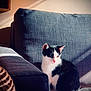 kitten, cat, black_and_white, sitting, couch, indoor, pet, feline, sunlight, shadow, cozy, quiet, young_cat, fur, whiskers, cute, domestic_animal, resting, home, relaxation