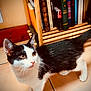 Oreo a rejoint le concours — aidez-le/la à gagner de superbes lots ! cat, kitten, black_and_white, indoor, floor, tile, books, book_shelf, wooden_rack, curious, pet, animal, feline, whiskers, ears, tail, young, domestic, cute, exploring