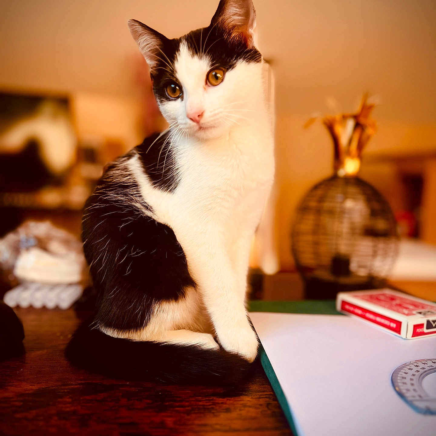 Oreo participe au concours pour gagner de l'argent avec cette photo : black_and_white, blurred_background, cat, closeup, cozy, curious, domestic_animal, feline, home, indoor, pet, playing_cards, portrait, protractor, quiet, sitting, still_life, table, warm_lighting, wooden_surface