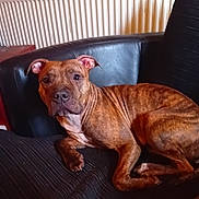 Demon Blue is registered to the contest to win money with this photo: dog, brindle, pet, indoor, chair, cushion, radiator, furniture, animal, canine, resting, looking, brown, black, ears, snout, fur, paw, home, relaxed