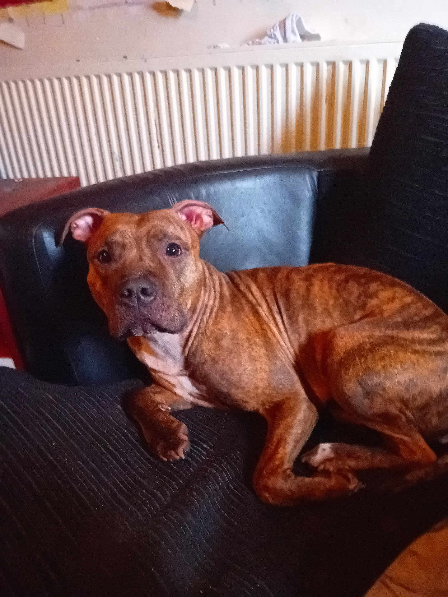 Demon Blue is registered to the contest to win money with this photo: dog, brindle, pet, indoor, chair, cushion, radiator, furniture, animal, canine, resting, looking, brown, black, ears, snout, fur, paw, home, relaxed