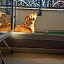 Uno a rejoint le concours — aidez-le/la à gagner de superbes lots ! balcony, blue_sky, brown_dog, collar, daylight, dog, floor, furniture_leg, glass_door, looking_up, metal_railing, outdoor, pattern, peaceful, pet, reflection, resting, shadow, sunlight, wall