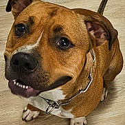 Uno a rejoint le concours — aidez-le/la à gagner de superbes lots ! animal, brown_dog, canine, collar, companion, cute, dog, ears, floor, friendly, fur, happy, indoor, looking_up, paw, pet, sitting, snout, tail, wooden_floor